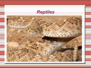Reptiles
 