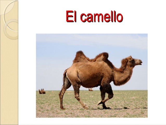 Animales Del Desierto 2