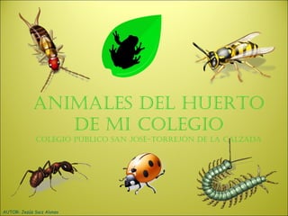 ANIMALES DEL HUERTO DE MI COLEGIO Colegio público San José-Torrejón de la Calzada AUTOR: Jesús Saiz Alonso 