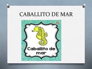 CABALLITO DE MAR
 