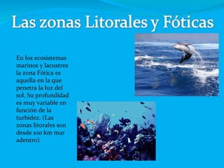 En los ecosistemas marinos y lacustres la zona Fótica es aquella en la que penetra la luz del sol. Su profundidad es muy variable en función de la turbidez. (Las zonas litorales son desde 100 km mar adentro) 