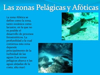 L a zona Afótica se define como la zona, tanto oceánica como lacustre, en la que no es posible el desarrollo de procesos fotosintéticos. La profundidad a la cual comienza esta zona depende principalmente de la turbiedad de las aguas.(Las zonas pelágicas abarca n las aguas alejadas de la costa, alta mar) 