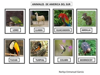 Animales de los continentes | PPT