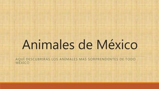 Animales de México
AQUÍ DESCUBRIRÁS LOS ANIMALES MAS SORPRENDENTES DE TODO
MÉXICO
 