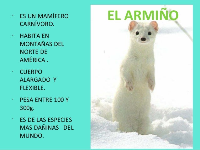 cadenas montañosas mas altas de europa animales de monta 241 a de arag 243 n cadenas montañosas mas altas de europa animales de monta 241 a de arag 243 n