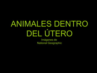 ANIMALES DENTRO DEL ÚTERO Imágenes de  National Geographic 