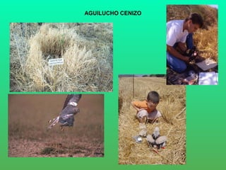 AGUILUCHO CENIZO