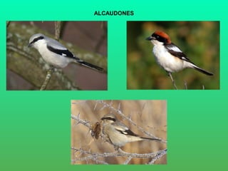ALCAUDONES
