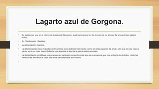 Lagarto azul de Gorgona.
•

Su existencia: vive en el interior de la selva de Gorgona y suele permanecer en los troncos de los árboles Se encuentra en peligro
crítico.

•

Su Clasificación : Reptiles .

•

su alimentación: insectos.

•

La diferenciación visual más clara entre ambos es el abdomen del macho, como en otras especies de anole, sólo que en este caso la
panza es de un color blanco brillante, que acentúa el azul de la piel de estos animales.

•

La deforestación constituye una amenaza en particular porque la anole azul es una especie que vive arriba de los árboles, y sólo las
hembras se aventuran a bajar a la selva para depositar sus huevos.

•

 