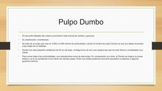Pulpo Dumbo
•

En las profundidades del océano encontraron este animal tan extraño y gracioso.

•

Su clasificación: invertebrado.

•

Se trata de un pulpo que vive en 3.000 a 5.000 metros de profundidad y recibe el nombre de pulpo Dumbo ya que sus aletas recuerdan
a las orejas de un elefante.

•

Donde vive este pequeño cefalópodo de 20 cm de largo, no llega la luz de sol y eso explica que sea de color blanco o tonalidades muy
claras.

•

Para comer baja a las profundidades, una característica única de este pulpo. En comparación con otros, el Dumbo se traga a su presa
entera y no la va picoteando como hacen los demás pulpos. Entre sus presas podemos encontrar pequeños crustáceos y algunos
gusanos marinos.

 