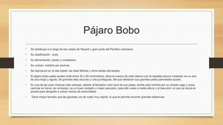 Pájaro Bobo
•

Se distribuye a lo largo de las costas de Nayarit y gran parte del Pacífico mexicano.

•

Su clasificación : aves.

•

Su alimentación: peses y crustáceos.

•

Su cuerpo: cubierto por plumas.

•

Se reproduce en la Isla Isabel, las Islas Marías y otros islotes del estado.

•

El pájaro bobo patas azules mide entre 30 y 85 centímetros, tiene el cuerpo de color blanco con la espalda oscura moteada; es un ave
de pico largo y agudo, de grandes alas oscuras y cola puntiaguda, del que destacan sus grandes patas palmeadas azules.

•

Es una de las aves marinas más vistosas, debido al llamativo color azul de sus patas; recibe este nombre por su mirada vaga y torpe
caminar en tierra; sin embargo, es un buen nadador y mejor pescador, para ello vuela a media altura y al descubrir un pez se lanza en
picada para atraparlo a varios metros de profundidad.

•

Tiene mayor tamaño que las gaviotas, es de vuelo muy rápido, lo que le permite recorrer grandes distancias.

 