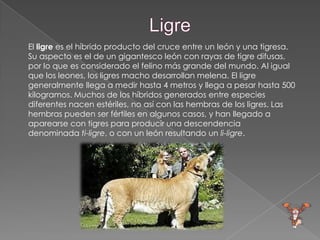El ligre es el híbrido producto del cruce entre un león y una tigresa.
Su aspecto es el de un gigantesco león con rayas de tigre difusas,
por lo que es considerado el felino más grande del mundo. Al igual
que los leones, los ligres macho desarrollan melena. El ligre
generalmente llega a medir hasta 4 metros y llega a pesar hasta 500
kilogramos. Muchos de los híbridos generados entre especies
diferentes nacen estériles, no así con las hembras de los ligres. Las
hembras pueden ser fértiles en algunos casos, y han llegado a
aparearse con tigres para producir una descendencia
denominada ti-ligre, o con un león resultando un li-ligre.
 