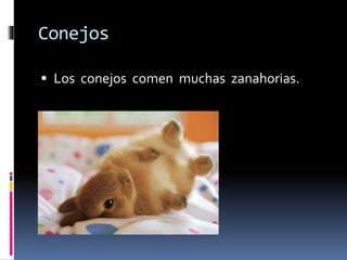 Conejos
 Los conejos comen muchas zanahorias.
 