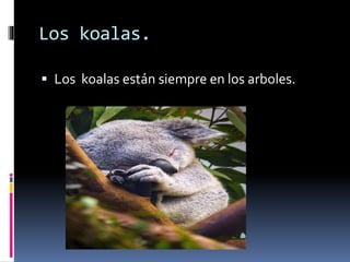 Los koalas.
 Los koalas están siempre en los arboles.
 