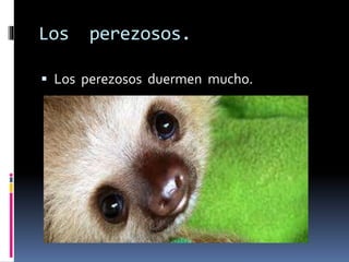 Los perezosos.
 Los perezosos duermen mucho.
 