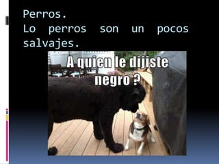 Perros.
Lo perros son un pocos
salvajes.
 