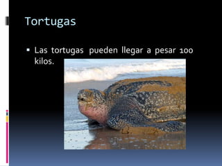 Tortugas
 Las tortugas pueden llegar a pesar 100
kilos.
 