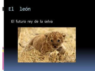 El león
El futuro rey de la selva
 