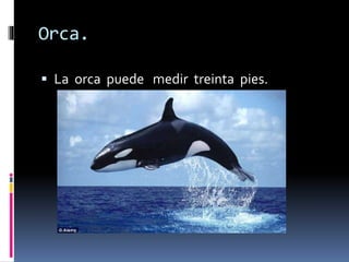 Orca.
 La orca puede medir treinta pies.
 