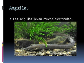 Anguila.
 Las anguilas llevan mucha electricidad.
 