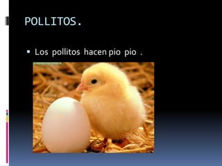 POLLITOS.
 Los pollitos hacen pio pio .
 