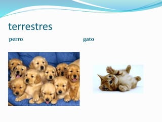 terrestres
perro gato
 