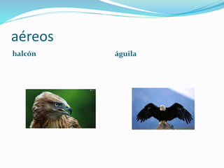 aéreos
halcón águila
 