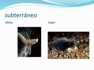 subterráneo
olma topo
 