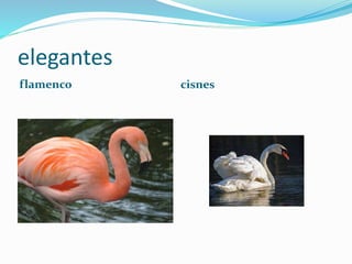 elegantes
flamenco cisnes
 