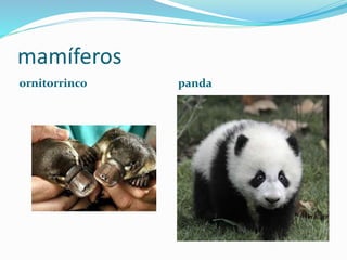 mamíferos
ornitorrinco panda
 