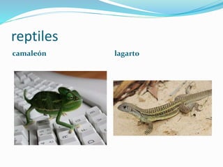 reptiles
camaleón lagarto
 
