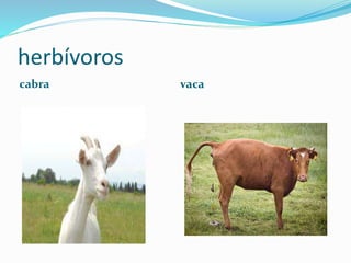 herbívoros
cabra vaca
 