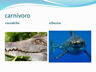 carnívoro
cocodrilo tiburón
 