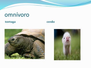 omnívoro
tortuga cerdo
 