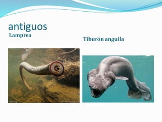 antiguos
Lamprea
Tiburón anguila
 
