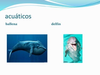 acuáticos
ballena delfín
 
