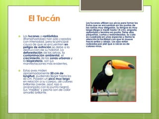Los tucanes utilizan sus picos para tomar los
                                          frutos que se encuentran en las puntas de
                                          las ramas muy delgadas. Su lengua es muy
                                          larga (llega a medir hasta 14 cm), angosta,
                                          aplanada y termina en punta. Tiene alas
                                          pequeñas, cortas y redondeadas. Su cola
   Los tucanes o ranfástidos             es cuadrada en unas especies y llama la
    (Ramphastidae) han sido cazados       atención la facilidad con que la mueve
    con intensidad, pero la principal     hacia arriba y abajo. Los ojos están
    causa de que se encuentren en         rodeados por piel que a veces es de
    peligro de extinción se debe a la     colores vivos.
    destrucción de su hábitat. La
    deforestación de las selvas, la
    contaminación ambiental, el
    crecimiento de las zonas urbanas y
    la biopiratería, son sus
    manifestaciones más evidentes.

   Estas aves miden
    aproximadamente 50 cm de
    longitud, pudiendo llegar hasta los
    60 cm. Poseen un pico muy largo
    en relación a su cuerpo, de colores
    brillantes (verde, azul, rojo o
    anaranjado con la punta negra).
    Sus "mejillas" y pecho son de color
    amarillo brillante.
 