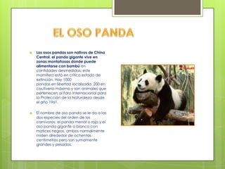   Los osos pandas son nativos de China
    Central, el panda gigante vive en
    zonas montañosas donde puede
    alimentarse con bambú en
    cantidades desmedidas; este
    mamífero está en crítico estado de
    extinción. Hay 1000
    pandas en libertad localizada, 200 en
    cautiverio máximo y son animales que
    pertenecen al Foro Internacional para
    la Protección de la Naturaleza desde
    el año 1961.

   El nombre de oso panda se le da a las
    dos especies del orden de los
    carnívoros: el panda menor o rojo y el
    oso panda gigante o blanco con
    matices negros, ambos normalmente
    miden alrededor de ochentas
    centímetros pero son sumamente
    grandes y pesados.
 