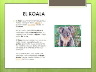    El Koala es un mamífero marsupial que
    habita las copas de los arboles y
    puede vérselo en forma salvaje en
    Australia.

    En un animal sumamente pacífico,
    su alimentación es herbívora y en su
    adultez mide entre 61 y 85 cm. y pesa
    entre 4 y 14 kg. .

    El Koala tiene un pelaje muy suave, de
    color marrón o gris platinado, un
    pelaje que resulta muy popular entre
    los hombres y es una de las principales
    causas que lo están llevando a su
    extinción.

    Actualmente esta bajo protección
    pero aun así son alrededor de 4.000
    koalas los que mueren cada año en
    manos de los hombres.
 