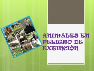 ANIMALES EN
PELIGRO DE
EXTINCIÓN
 
