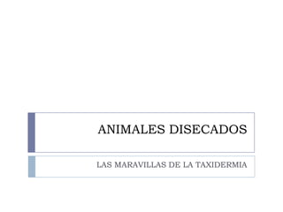 ANIMALES DISECADOS

LAS MARAVILLAS DE LA TAXIDERMIA
 