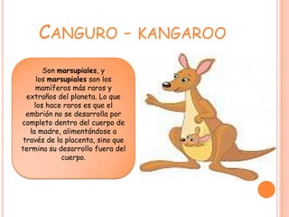 CANGURO - KANGAROO
        Son marsupiales, y
      los marsupiales son los
      mamíferos más raros y
  extraños del planeta. Lo que
     los hace raros es que el
  embrión no se desarrolla por
completo dentro del cuerpo de
   la madre, alimentándose a
 través de la placenta, sino que
termina su desarrollo fuera del
             cuerpo.
 