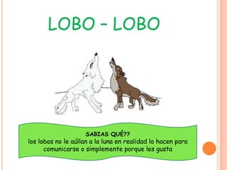 LOBO – LOBO




                    SABIAS QUÉ??
los lobos no le aúllan a la luna en realidad lo hacen para
      comunicarse o simplemente porque les gusta
 