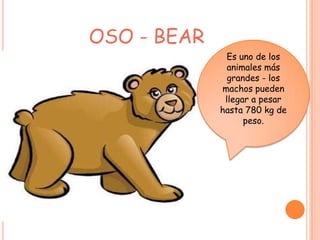 OSO - BEAR
               Es uno de los
               animales más
               grandes - los
             machos pueden
              llegar a pesar
             hasta 780 kg de
                   peso.
 