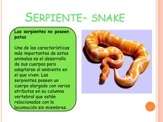 SERPIENTE- SNAKE
Las serpientes no poseen
patas

Una de las características
más importantes de estos
animales es el desarrollo
de sus cuerpos para
adaptarse al ambiente en
el que viven. Las
serpientes poseen un
cuerpo alargado con varios
atributos en su columna
vertebral que están
relacionados con la
locomoción sin miembros.
 