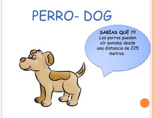 PERRO- DOG
         SABÍAS QUÉ ??
         Los perros pueden
         oír sonidos desde
        una distancia de 225
              metros.
 