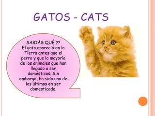 GATOS - CATS

   SABIÁS QUÉ ??
 El gato apareció en la
  Tierra antes que el
 perro y que la mayoría
de los animales que han
      llegado a ser
    domésticos. Sin
embargo, ha sido uno de
   los últimos en ser
     domesticado.
 