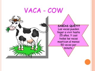 VACA - COW

         SABÍAS QUÉ???
         Las vacas pueden
        llegar a vivir hasta
           25 años. Y casi
          todas las vacas
         mastican al menos
            50 veces por
              minuto.
 