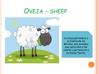 OVEJA - SHEEP


            La oveja pertenece a
               la familia de los
           Bóvidos, son animales
             muy parecidos a las
           cabras y pertenecen a
              su misma familia.
 