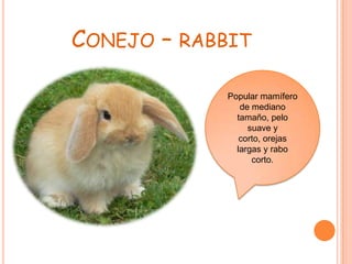 CONEJO – RABBIT

             Popular mamífero
                de mediano
               tamaño, pelo
                  suave y
                corto, orejas
               largas y rabo
                   corto.
 